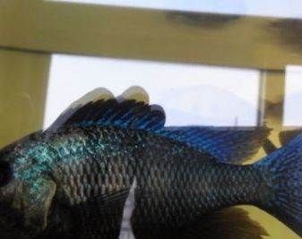 觀賞魚二手品交易平臺（觀賞魚二手品種交易平臺推薦及市場分析及市場分析）