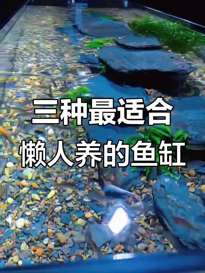 最建議買三樣魚缸（三款各具特色、廣受好評的魚缸） 最建議買三樣魚缸（三款各具特色、廣受好評的魚缸） 觀賞魚百科 第3張
