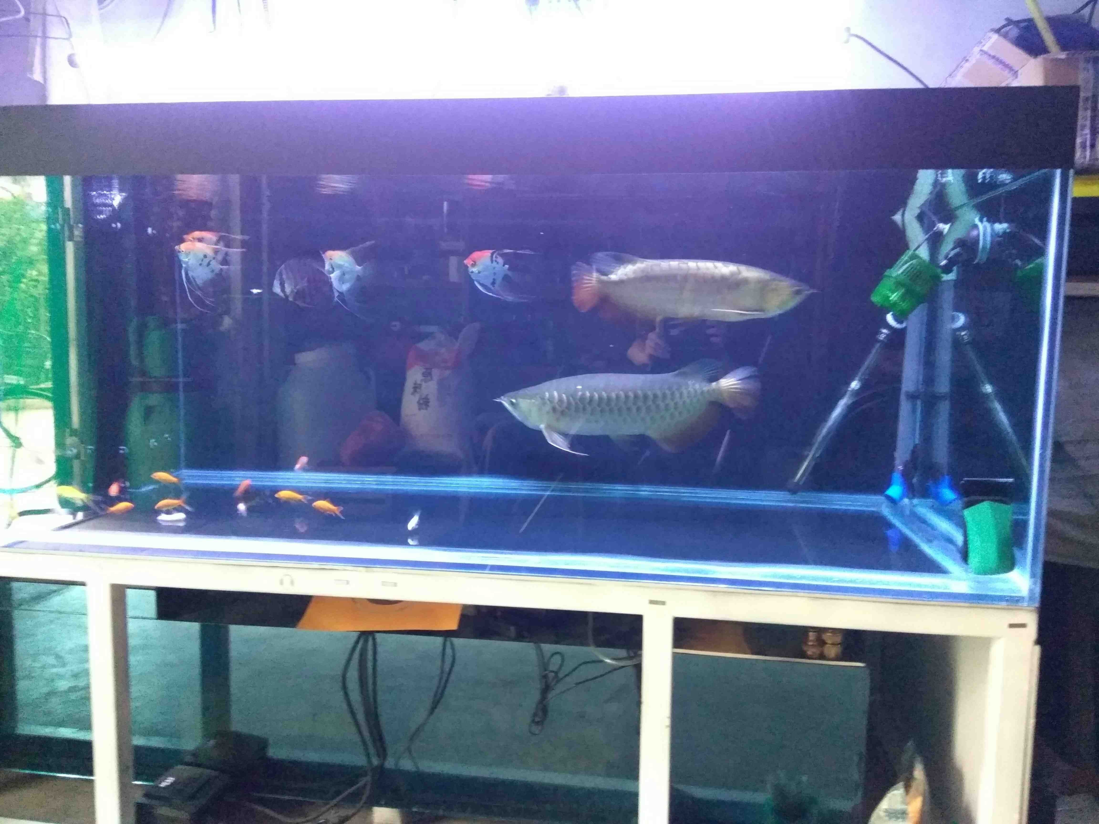 荊州水族館喂喂魚發(fā)幾張（湖北荊州水族館） 荊州水族館喂喂魚發(fā)幾張（湖北荊州水族館） 觀賞魚百科 第2張