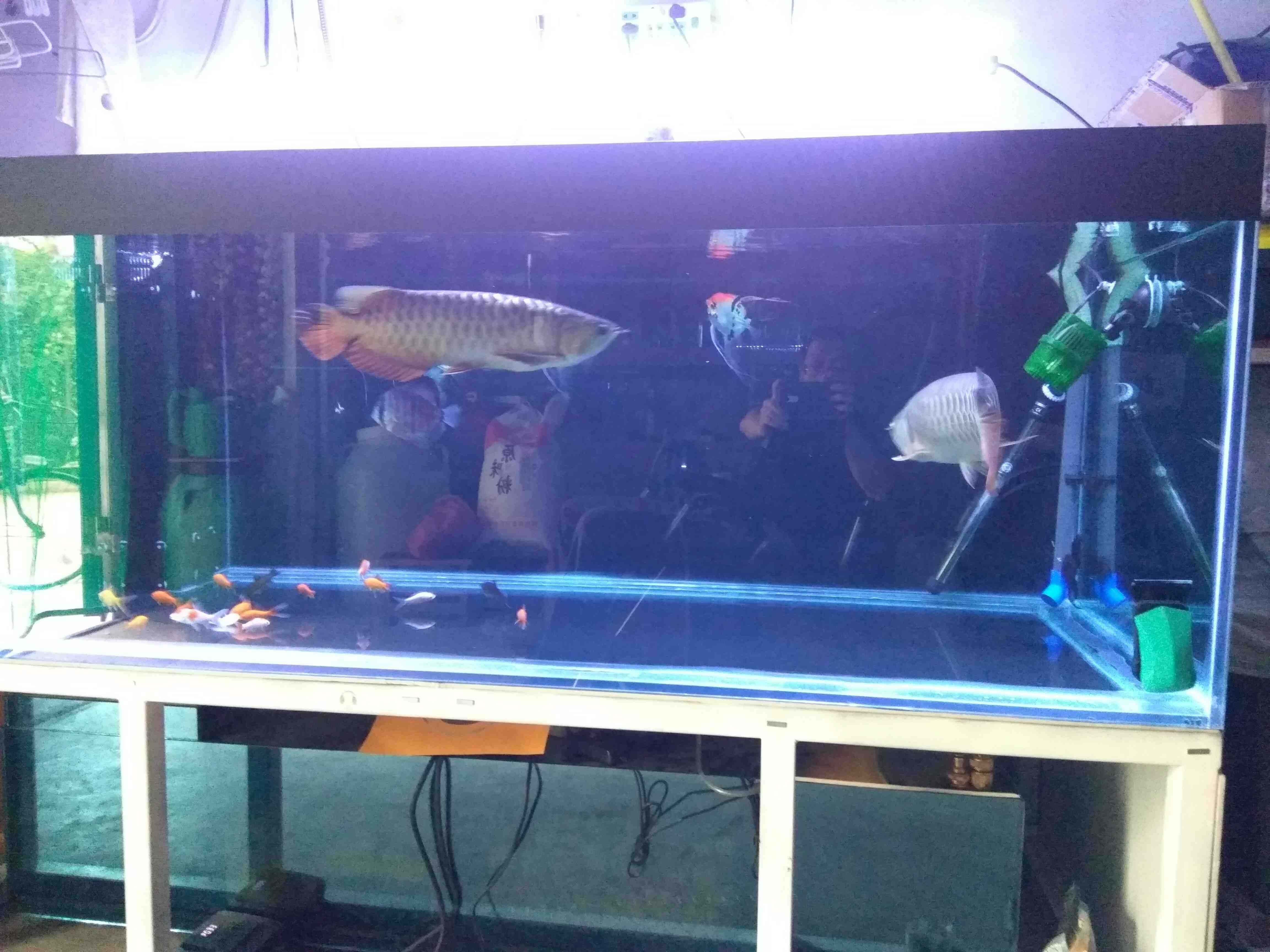 荊州水族館喂喂魚發(fā)幾張（湖北荊州水族館） 荊州水族館喂喂魚發(fā)幾張（湖北荊州水族館） 觀賞魚百科 第3張