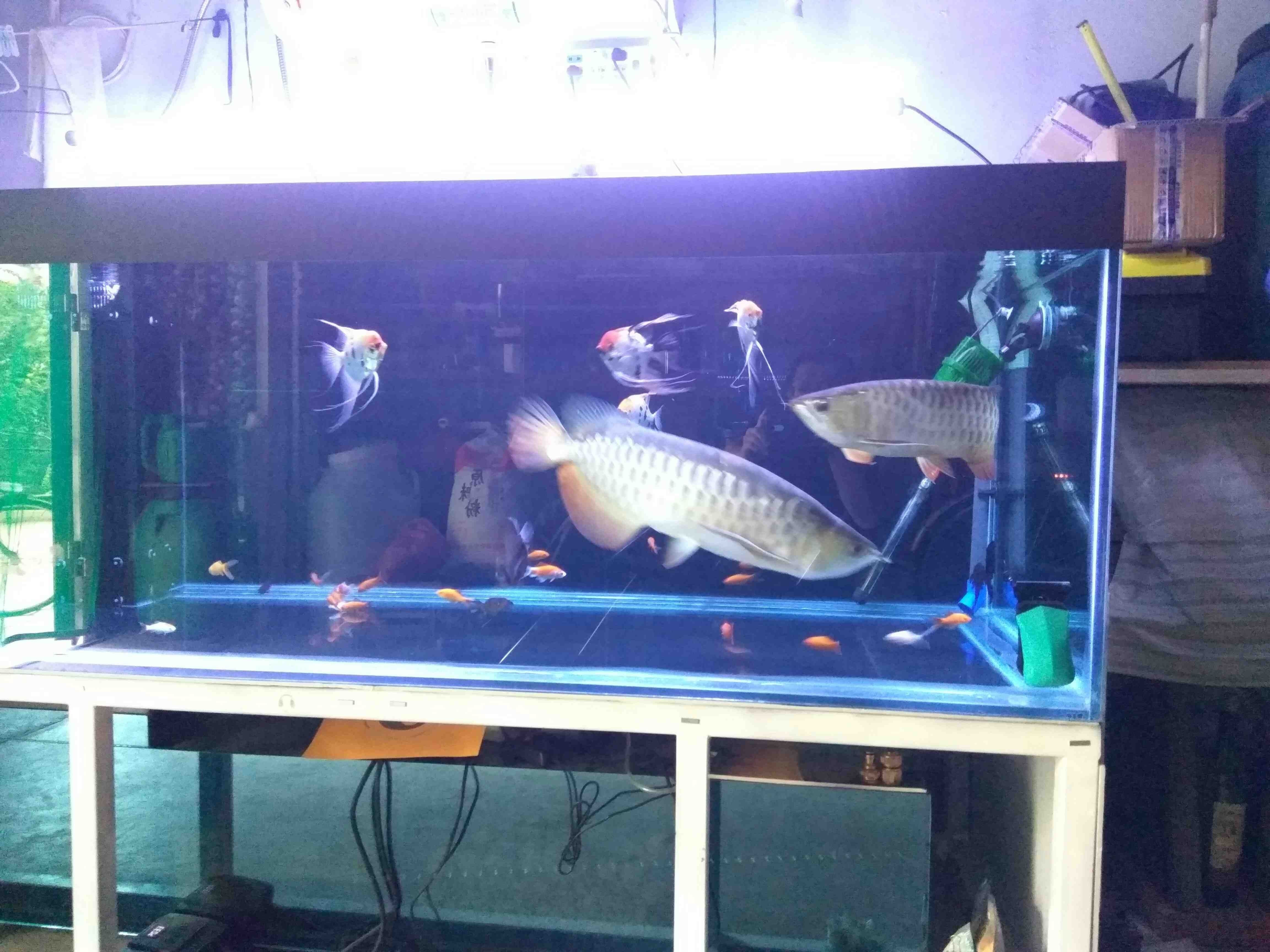 荊州水族館喂喂魚發(fā)幾張（湖北荊州水族館） 荊州水族館喂喂魚發(fā)幾張（湖北荊州水族館） 觀賞魚百科 第4張