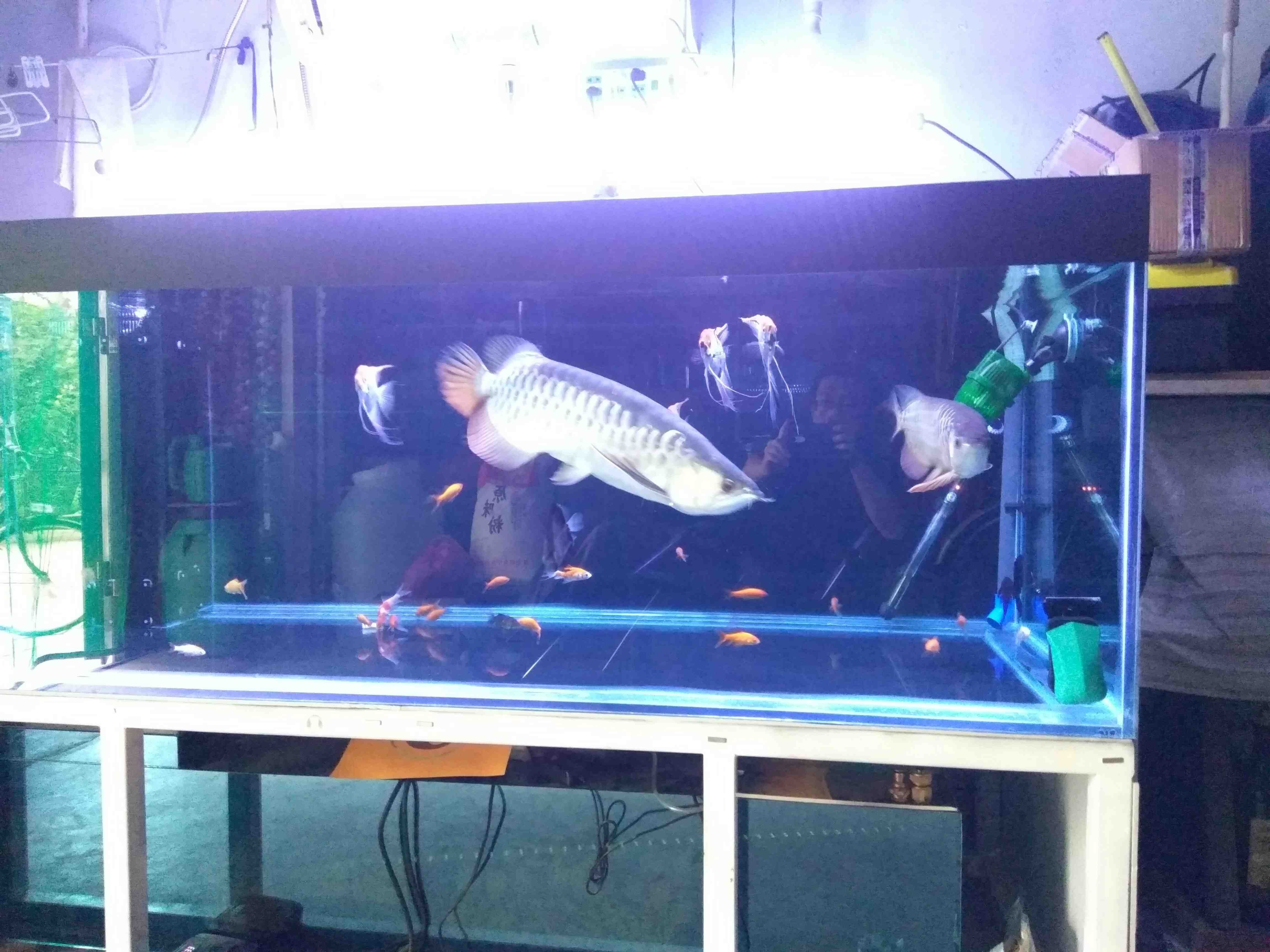 荊州水族館喂喂魚發(fā)幾張（湖北荊州水族館） 荊州水族館喂喂魚發(fā)幾張（湖北荊州水族館） 觀賞魚百科 第5張