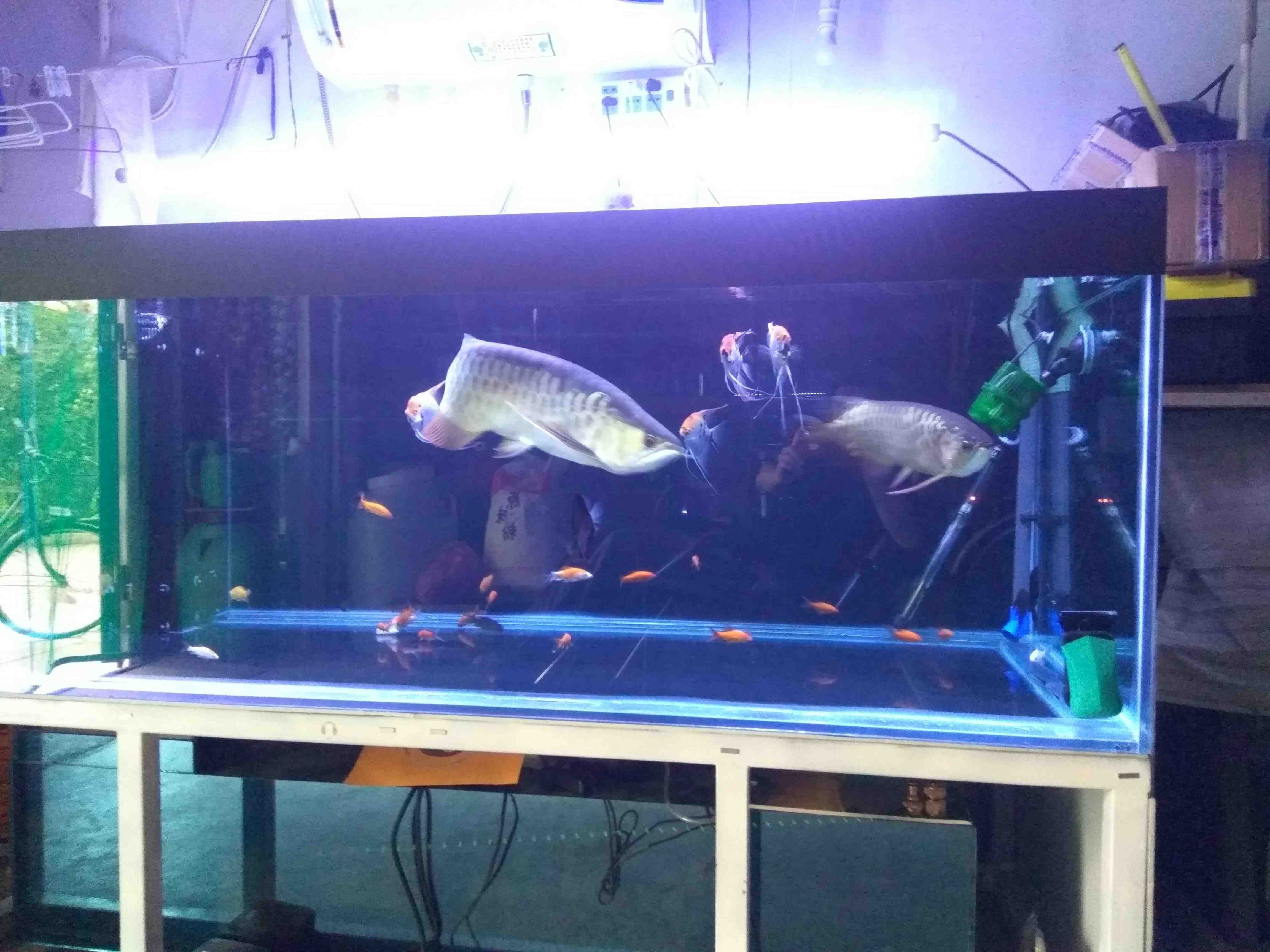 荊州水族館喂喂魚發(fā)幾張（湖北荊州水族館） 荊州水族館喂喂魚發(fā)幾張（湖北荊州水族館） 觀賞魚百科 第6張