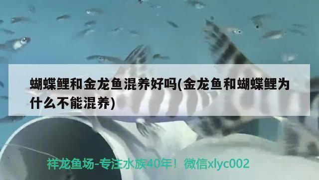 蝴蝶鯉和金龍魚混養好嗎(金龍魚和蝴蝶鯉為什么不能混養)（蝴蝶鯉和金龍魚可以混養嗎）