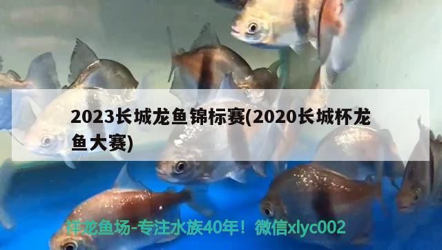 2023長城龍魚錦標(biāo)賽(2020長城杯龍魚大賽)（2023長城龍魚錦標(biāo)賽）