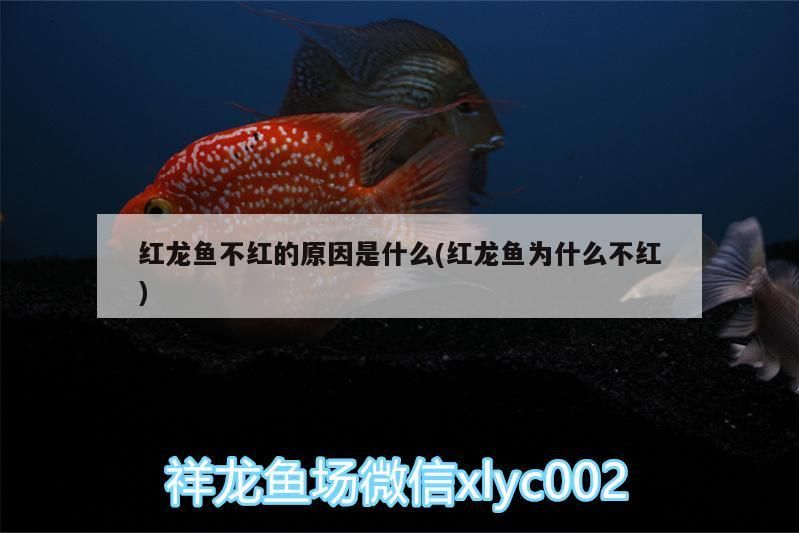 紅龍魚不紅的原因是什么(紅龍魚為什么不紅)（\