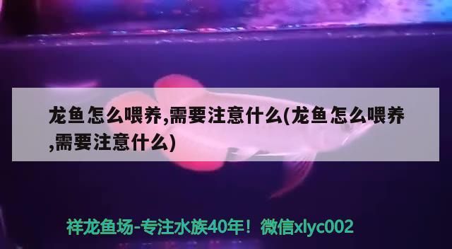 魚缸用增氧泵價(jià)格是多少:魚缸增氧機(jī)-xtrac增氧機(jī)-xtrac增氧機(jī) 龍魚怎么喂養(yǎng),需要注意什么(龍魚怎么喂養(yǎng),需要注意什么)(龍魚怎么喂養(yǎng)) 觀賞魚百科 龍魚怎么喂養(yǎng),需要注意什么(龍魚怎么喂養(yǎng),需要注意什么)(龍魚怎么喂養(yǎng)) 龍魚怎么喂養(yǎng),需要注意什么(龍魚怎么喂養(yǎng),需要注意什么)(龍魚怎么喂養(yǎng)) 觀賞魚百科