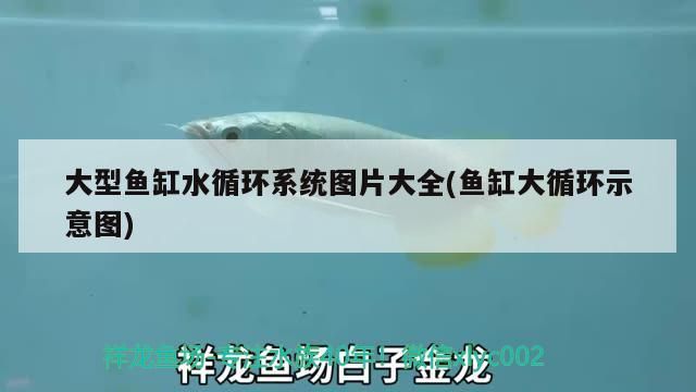 大型魚缸水循環系統圖片大全(魚缸大循環示意圖)（大型魚缸水循環系統） 大型魚缸水循環系統圖片大全(魚缸大循環示意圖)（大型魚缸水循環系統） 觀賞魚百科