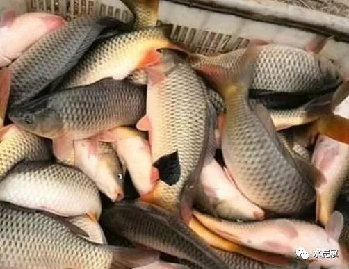 紅龍魚褪色原因有哪些：紅龍魚為什么會突然開始褪色呢？