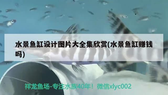 水景魚缸設計圖片大全集欣賞(水景魚缸賺錢嗎)（水景魚缸設計圖片大全集欣賞）