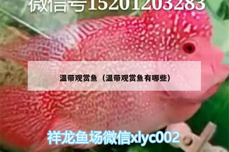 溫帶觀賞魚(yú)（溫帶觀賞魚(yú)有哪些）（溫帶淡水觀賞魚(yú)的種類有哪些溫帶觀賞魚(yú)的種類有哪些）