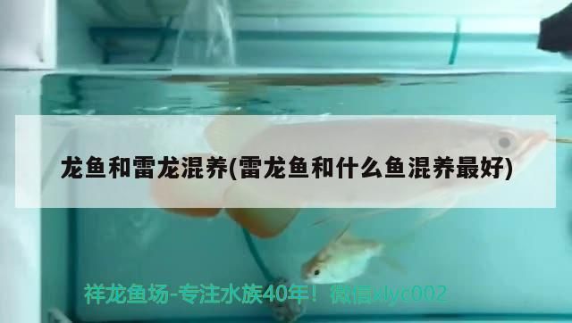 龍魚(yú)和雷龍混養(yǎng)(雷龍魚(yú)和什么魚(yú)混養(yǎng)最好)（龍魚(yú)和雷龍混養(yǎng)有什么區(qū)別）
