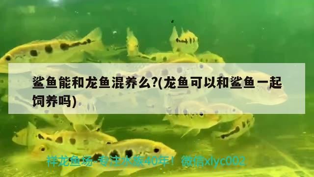 鯊魚能和龍魚混養(yǎng)么?(龍魚可以和鯊魚一起飼養(yǎng)嗎)（鯊魚可以和龍魚混養(yǎng)么？）