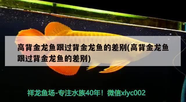 高背金龍魚跟過背金龍魚的差別(高背金龍魚跟過背金龍魚的差別)（過背金龍魚與高背金龍魚的區別） 高背金龍魚跟過背金龍魚的差別(高背金龍魚跟過背金龍魚的差別)（過背金龍魚與高背金龍魚的區別） 觀賞魚百科