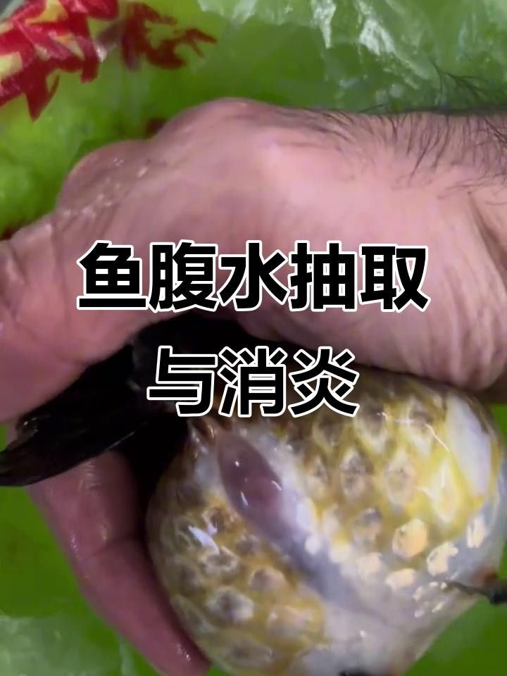 龍魚腹水用針抽水可以嗎（龍魚腹水可以用針抽水嗎？） 龍魚腹水用針抽水可以嗎（龍魚腹水可以用針抽水嗎？） 觀賞魚百科 第2張
