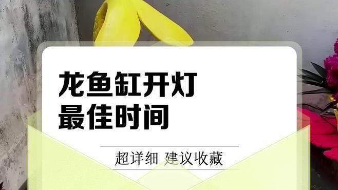 紅龍魚用15000k的燈能助發色嗎（紅龍魚在15000k的燈光下能否發光發色？）