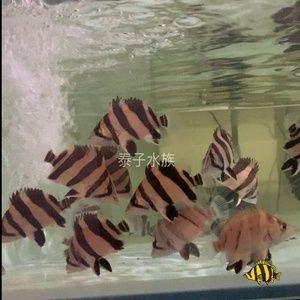 蘇虎苗（蘇門答臘虎魚苗），養殖蘇虎苗需要注意什么？