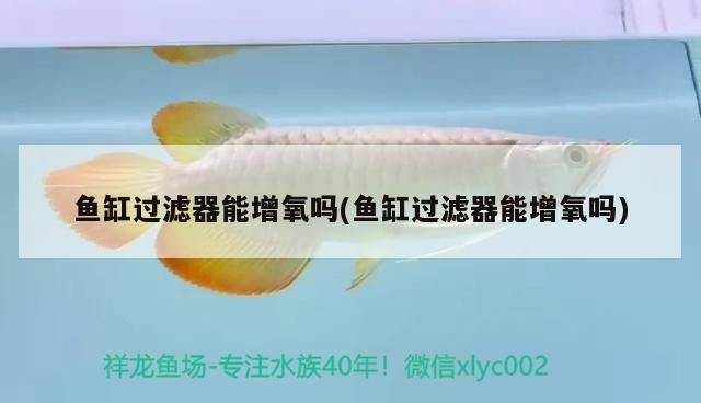 魚缸過濾器能增氧嗎(魚缸過濾器能增氧嗎)（關于魚缸過濾器能增氧嗎）