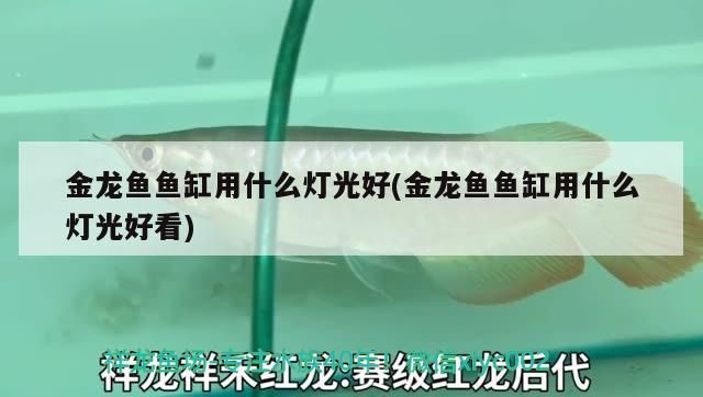 金龍魚魚缸用什么燈光好(金龍魚魚缸用什么燈光好看)（金龍魚魚缸用什么燈光好）