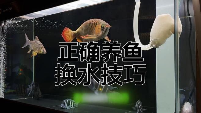 魚像沒力氣游怎么回事（魚像沒力氣游怎么回事，養魚新手如何調理水溫對魚的影響） 魚像沒力氣游怎么回事（魚像沒力氣游怎么回事，養魚新手如何調理水溫對魚的影響） 觀賞魚百科 第1張