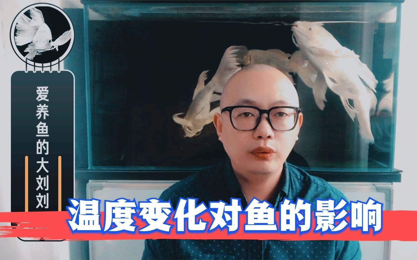 魚像沒力氣游怎么回事（魚像沒力氣游怎么回事，養魚新手如何調理水溫對魚的影響） 魚像沒力氣游怎么回事（魚像沒力氣游怎么回事，養魚新手如何調理水溫對魚的影響） 觀賞魚百科 第4張