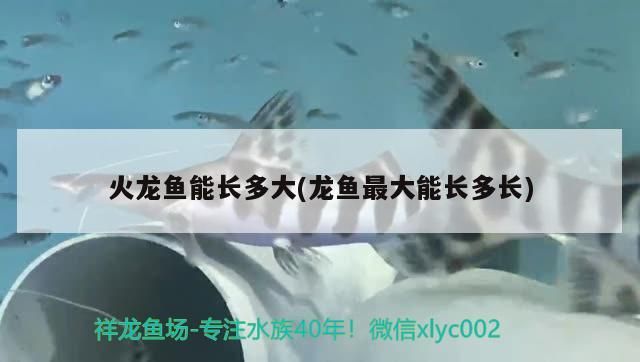 火龍魚能長多大(龍魚最大能長多長)（火龍魚最大能長多大能長多大，火龍魚能長多大的知識）