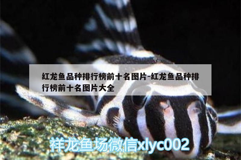 紅龍魚品種排行榜前十名圖片:紅龍魚品種排行榜前十名圖片大全（紅龍魚品種排行榜前十名圖片） 紅龍魚品種排行榜前十名圖片:紅龍魚品種排行榜前十名圖片大全（紅龍魚品種排行榜前十名圖片） 觀賞魚百科