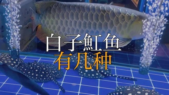 白子魟魚有幾種（白子魟魚的價格是多少，白子黑帝王魟和白子皇冠魟哪個更稀有）
