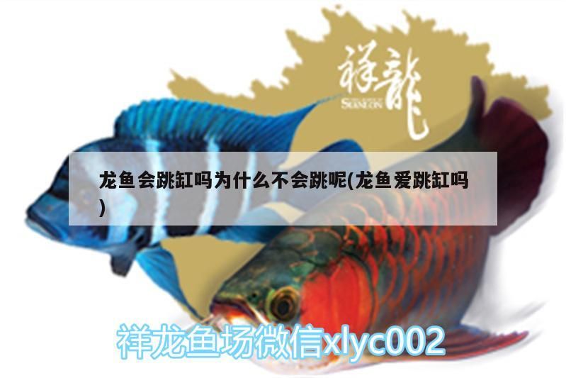 龍魚會跳缸嗎為什么不會跳呢(龍魚愛跳缸嗎)（龍魚會跳缸為什么不會跳缸嗎，龍魚跳缸意味著什么意思）