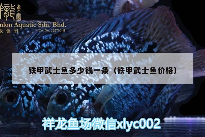 鐵甲武士魚多少錢一條（鐵甲武士魚價格）（鐵甲武士魚價格、鐵甲武士魚多少錢一條的信息別忘了查找） 鐵甲武士魚多少錢一條（鐵甲武士魚價格）（鐵甲武士魚價格、鐵甲武士魚多少錢一條的信息別忘了查找） 觀賞魚百科