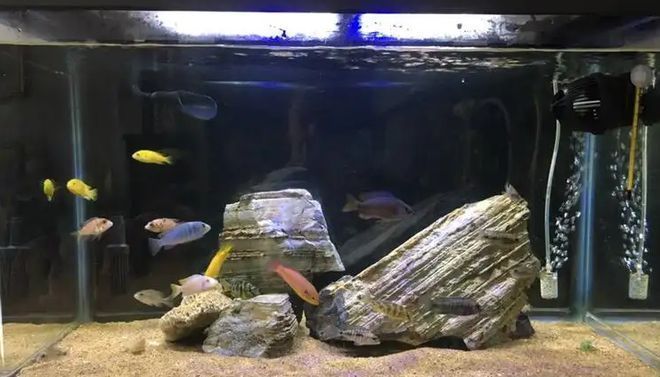 飼料 承德水族批發市場在哪里啊(承德水族批發市場九龍魚的食物來源) 觀賞魚百科 承德水族批發市場在哪里啊(承德水族批發市場九龍魚的食物來源) 承德水族批發市場在哪里啊(承德水族批發市場九龍魚的食物來源) 觀賞魚百科