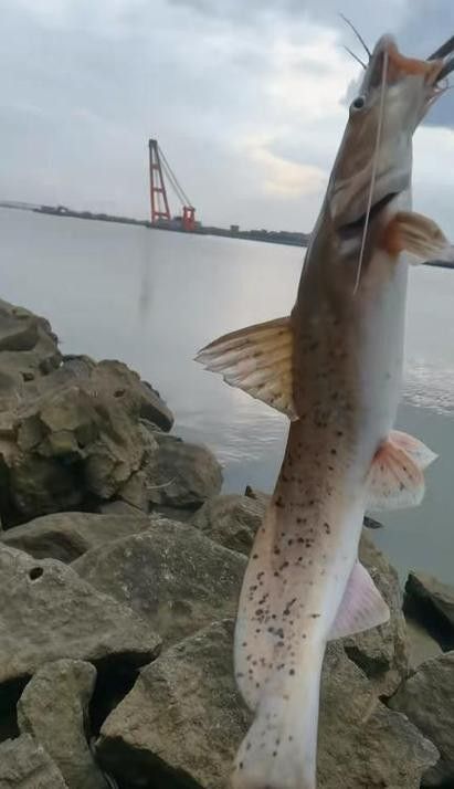 劍河龍魚多少錢一斤（惠農(nóng)網(wǎng)食用龍魚多少錢一斤） 劍河龍魚多少錢一斤（惠農(nóng)網(wǎng)食用龍魚多少錢一斤） 觀賞魚百科 第4張