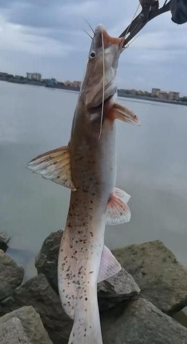 劍河龍魚多少錢一斤（惠農(nóng)網(wǎng)食用龍魚多少錢一斤） 劍河龍魚多少錢一斤（惠農(nóng)網(wǎng)食用龍魚多少錢一斤） 觀賞魚百科 第3張