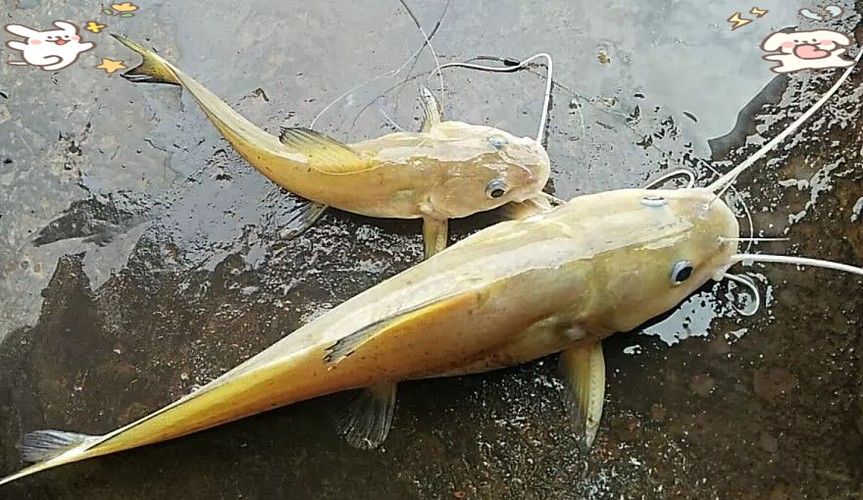 劍河龍魚多少錢一斤（惠農(nóng)網(wǎng)食用龍魚多少錢一斤） 劍河龍魚多少錢一斤（惠農(nóng)網(wǎng)食用龍魚多少錢一斤） 觀賞魚百科 第6張