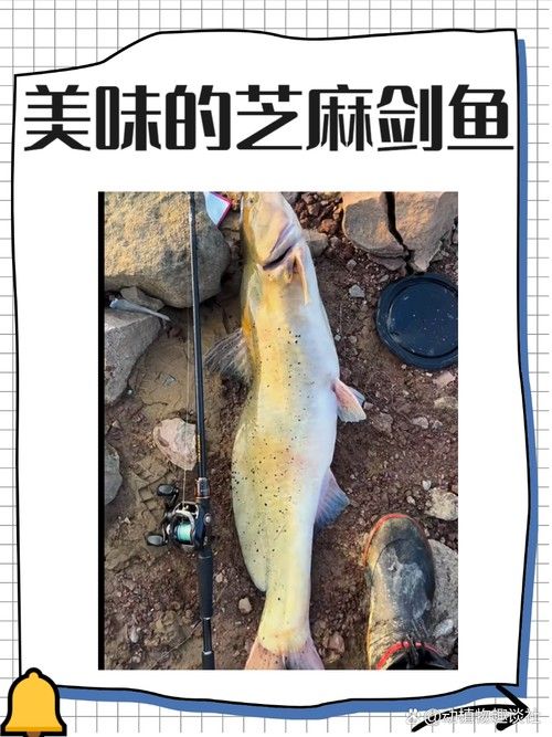 劍河龍魚多少錢一斤（惠農(nóng)網(wǎng)食用龍魚多少錢一斤） 劍河龍魚多少錢一斤（惠農(nóng)網(wǎng)食用龍魚多少錢一斤） 觀賞魚百科 第1張