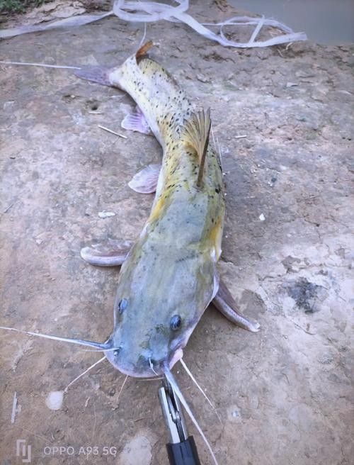 劍河龍魚多少錢一斤（惠農(nóng)網(wǎng)食用龍魚多少錢一斤） 劍河龍魚多少錢一斤（惠農(nóng)網(wǎng)食用龍魚多少錢一斤） 觀賞魚百科 第2張