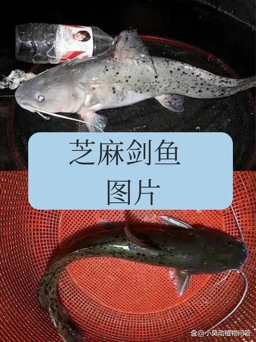 劍河龍魚多少錢一斤（惠農(nóng)網(wǎng)食用龍魚多少錢一斤） 劍河龍魚多少錢一斤（惠農(nóng)網(wǎng)食用龍魚多少錢一斤） 觀賞魚百科 第5張