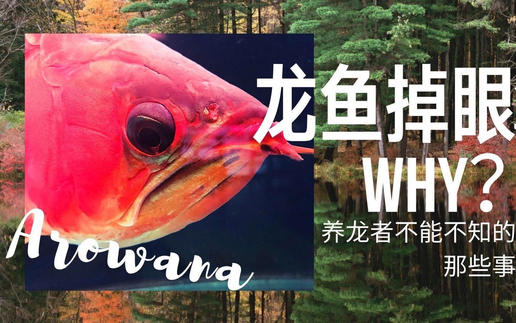 龍魚掉眼兜嘴最怕三個東西（龍魚掉眼、兜嘴怎么辦？）