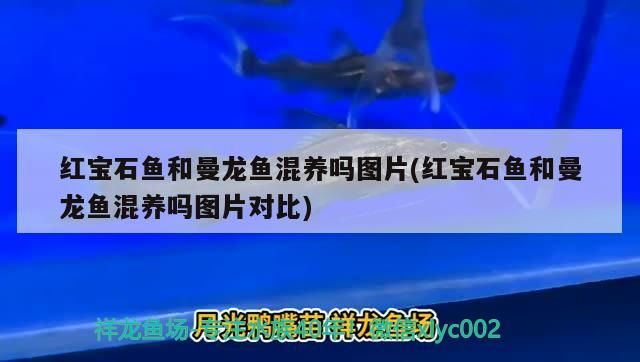 紅寶石魚和曼龍魚混養嗎圖片(紅寶石魚和曼龍魚混養嗎圖片對比)（紅寶石魚和曼龍魚混養嗎） 紅寶石魚和曼龍魚混養嗎圖片(紅寶石魚和曼龍魚混養嗎圖片對比)（紅寶石魚和曼龍魚混養嗎） 觀賞魚百科