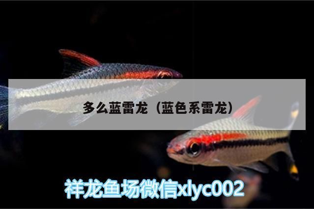 多么藍雷龍（藍色系雷龍）（關(guān)于多么藍雷龍和藍色系雷龍的介紹）