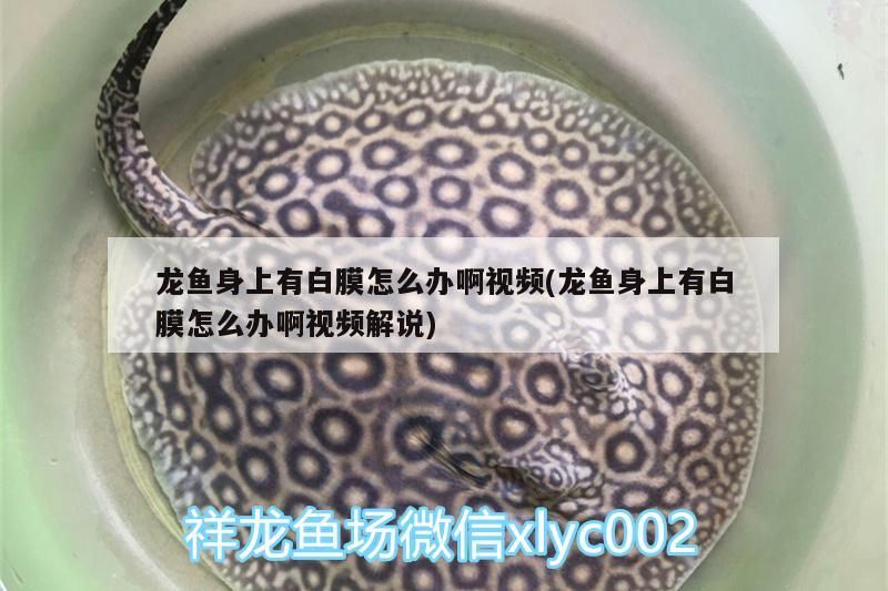 紅龍魚和金龍魚哪個好養活些(金龍好還是紅龍魚好)