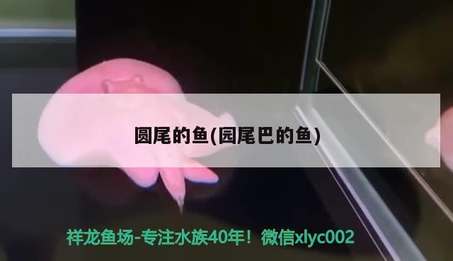 圓尾的魚(園尾巴的魚)（圓尾斗魚的介紹） 圓尾的魚(園尾巴的魚)（圓尾斗魚的介紹） 觀賞魚百科