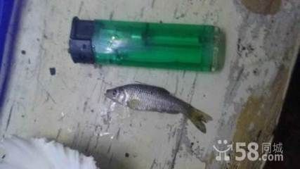 岳陽哪里賣龍魚:岳陽市有多處銷售龍魚的地方,其中一家店鋪以供應新鮮湖鮮魚類而著名 觀賞魚百科 第2張 岳陽哪里賣龍魚:岳陽市有多處銷售龍魚的地方,其中一家店鋪以供應新鮮湖鮮魚類而著名 岳陽哪里賣龍魚:岳陽市有多處銷售龍魚的地方,其中一家店鋪以供應新鮮湖鮮魚類而著名 觀賞魚百科 第2張