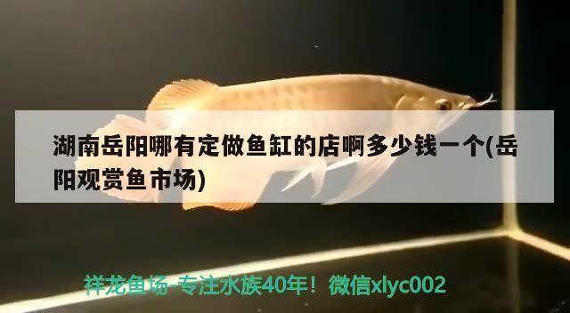岳陽哪里賣龍魚:岳陽市有多處銷售龍魚的地方,其中一家店鋪以供應新鮮湖鮮魚類而著名 觀賞魚百科 第5張 岳陽哪里賣龍魚:岳陽市有多處銷售龍魚的地方,其中一家店鋪以供應新鮮湖鮮魚類而著名 岳陽哪里賣龍魚:岳陽市有多處銷售龍魚的地方,其中一家店鋪以供應新鮮湖鮮魚類而著名 觀賞魚百科 第5張