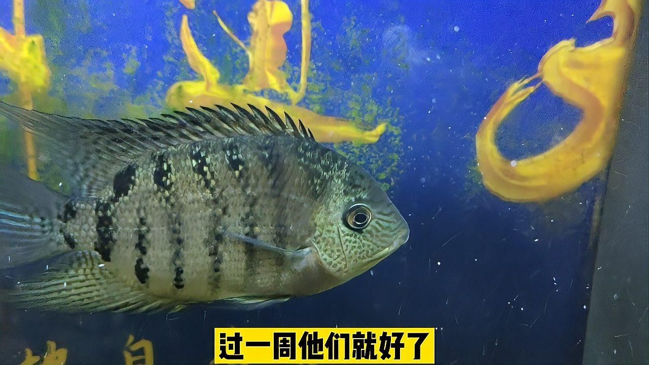 菠蘿魚的魚鰭上有白點（菠蘿魚魚鰭上出現白點是怎么回事）