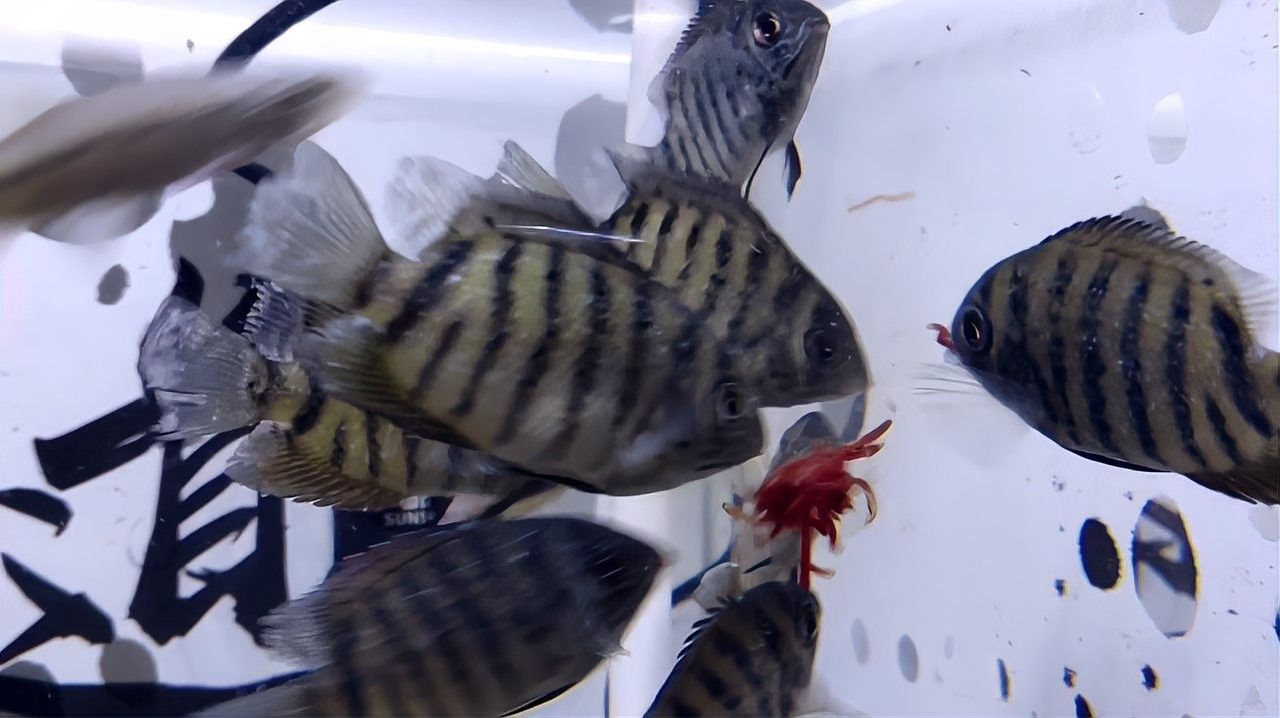 菠蘿魚的魚鰭上有白點（菠蘿魚魚鰭上出現白點是怎么回事）
