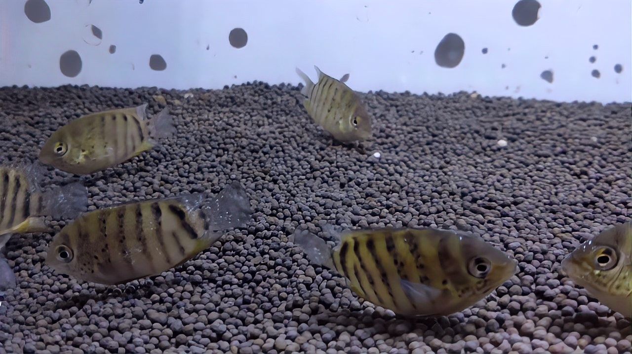 菠蘿魚的魚鰭上有白點（菠蘿魚魚鰭上出現白點是怎么回事）