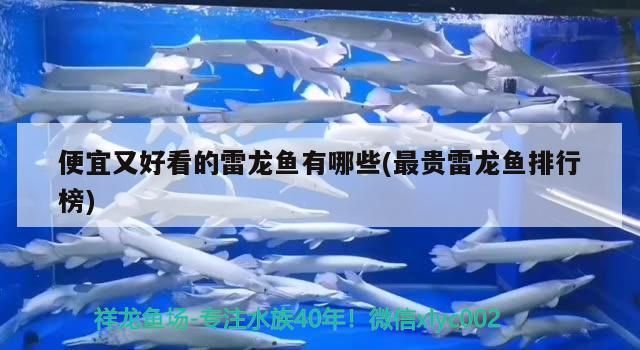 便宜又好看的雷龍魚有哪些(最貴雷龍魚排行榜)（便宜又好看的雷龍魚排行榜、便宜又好看的雷龍魚排行榜）