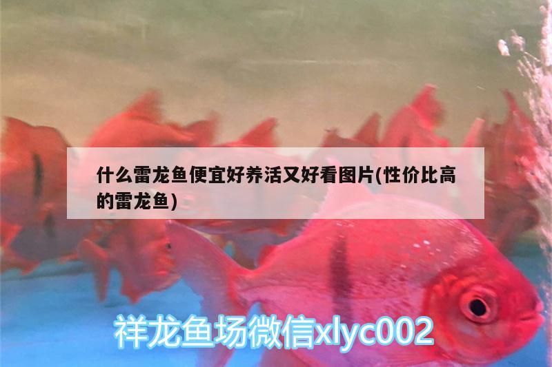 什么雷龍魚便宜好養活又好看圖片(性價比高的雷龍魚)（什么雷龍魚便宜好養活又好看圖片）