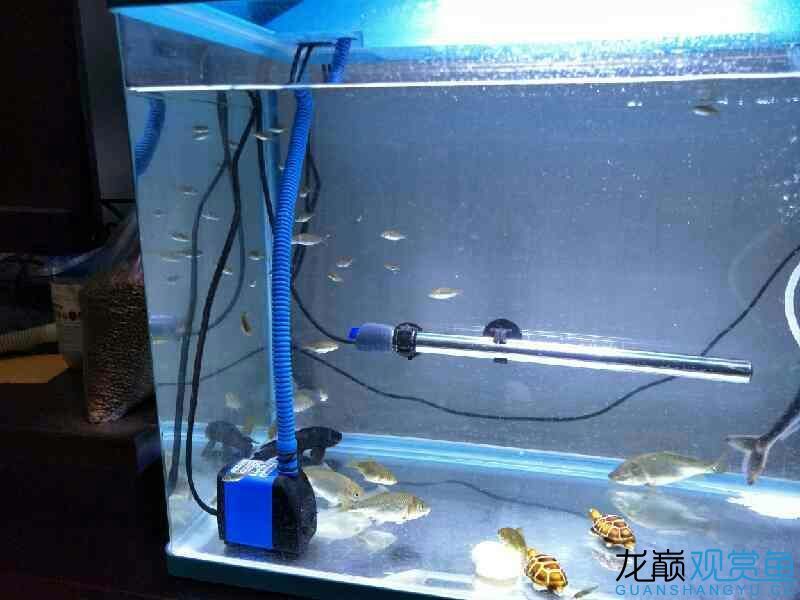 宜賓觀賞魚市場自己撈的魚(宜賓觀賞魚市場捕魚體驗) 觀賞魚百科 第1張 宜賓觀賞魚市場自己撈的魚(宜賓觀賞魚市場捕魚體驗) 宜賓觀賞魚市場自己撈的魚(宜賓觀賞魚市場捕魚體驗) 觀賞魚百科 第1張